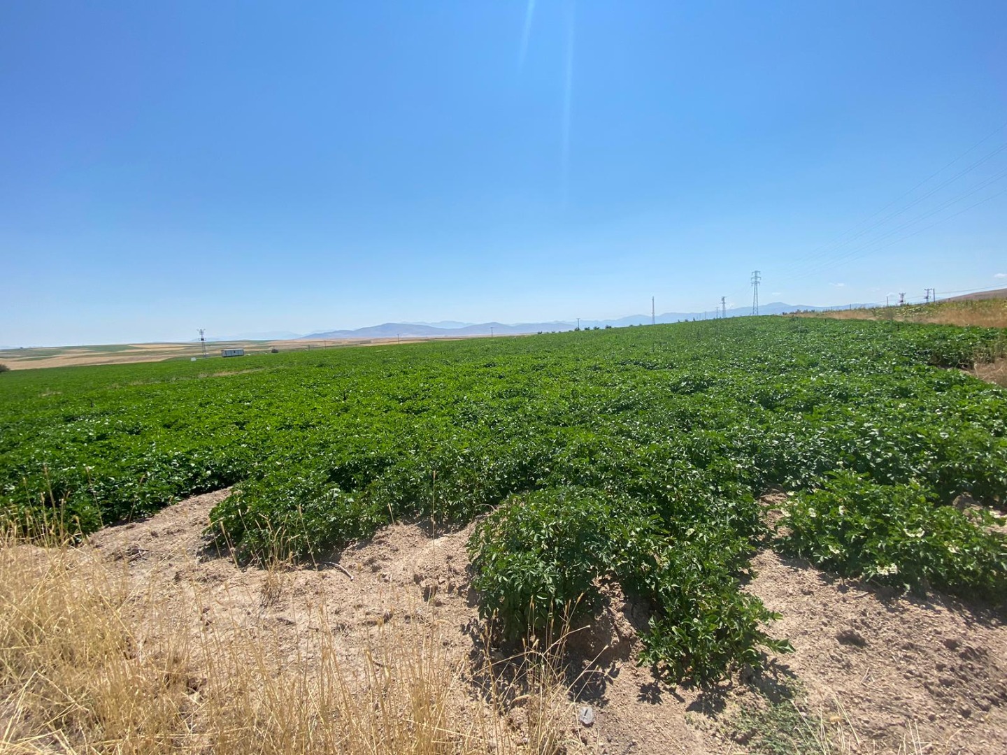 KAYSERİ DEVELİ AYVAZHACI MAHALLESİNDE SATILIK 4902 m2 TARLA